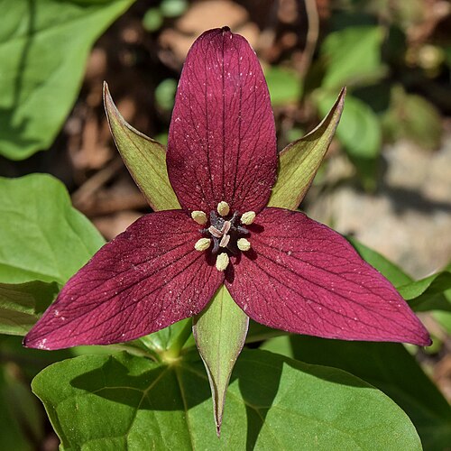 Trillium erectum